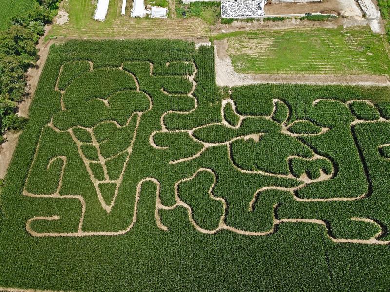 The maze design is custom made, showing an ice cream cone and cow, symbols of the Hopkins farm. This is only a portion of the nearly 5-acre maze. NICK ROTH PHOTO